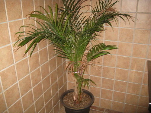 Economy Inn New Orleans Arabi Extérieur photo